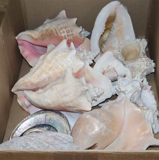 A collection of shells including conch